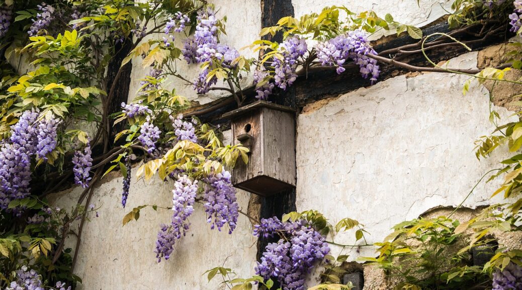 Futterhäuser für Vögel